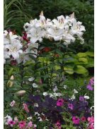 Liliom / Lilium ’Zambesi
