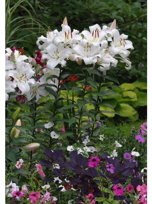 Liliom / Lilium ’Zambesi