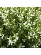 Őszi zsálya  'Gletsjer' / Salvia 'Gletsjer'