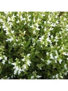   Őszi zsálya  'Gletsjer' / Salvia 'Gletsjer'