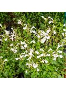 Őszi zsálya  'Gletsjer' / Salvia 'Gletsjer'