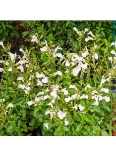   Őszi zsálya  'Gletsjer' / Salvia 'Gletsjer'