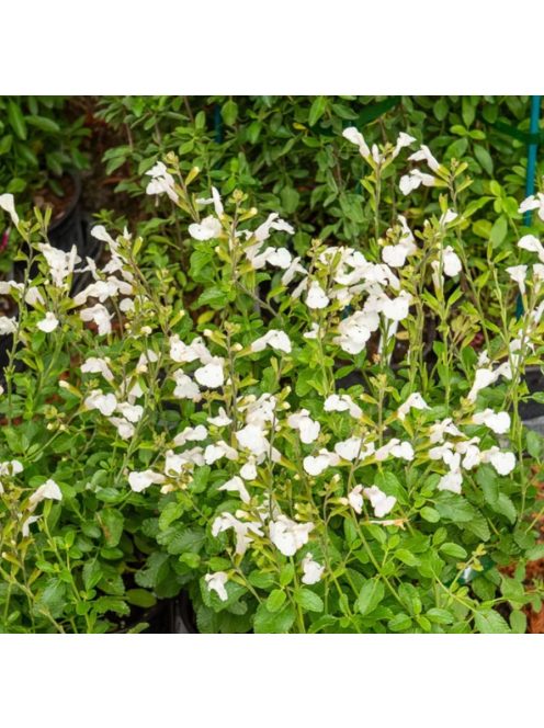 Őszi zsálya  'Gletsjer' / Salvia 'Gletsjer'