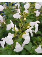 Őszi zsálya  'Gletsjer' / Salvia 'Gletsjer'