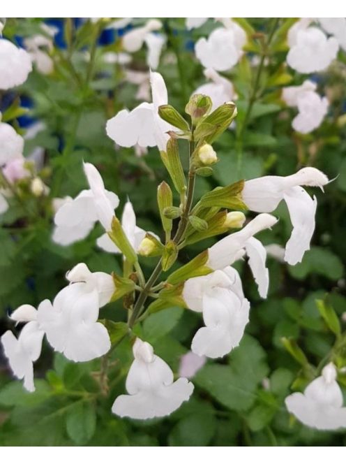 Őszi zsálya  'Gletsjer' / Salvia 'Gletsjer'