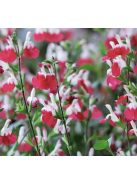 Őszi zsálya ’Hot Lips / Salvia 'Hot Lips