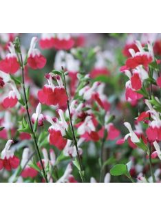 Őszi zsálya ’Hot Lips / Salvia 'Hot Lips