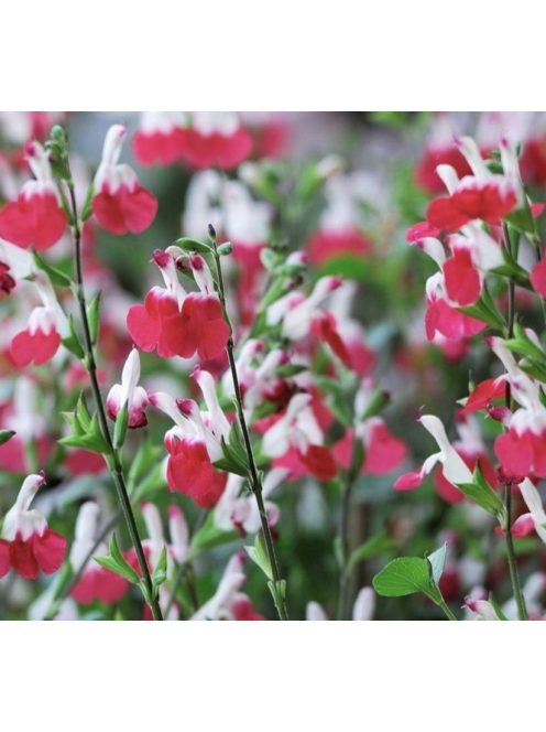 Őszi zsálya ’Hot Lips / Salvia 'Hot Lips