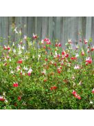 Őszi zsálya ’Hot Lips / Salvia 'Hot Lips