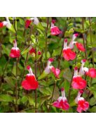 Őszi zsálya ’Hot Lips / Salvia 'Hot Lips