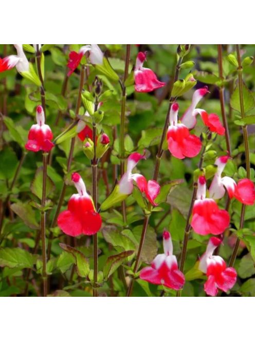 Őszi zsálya ’Hot Lips / Salvia 'Hot Lips