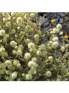 Masztix kakukkfű / Thymus mastichina