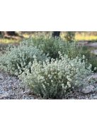 Masztix kakukkfű / Thymus mastichina