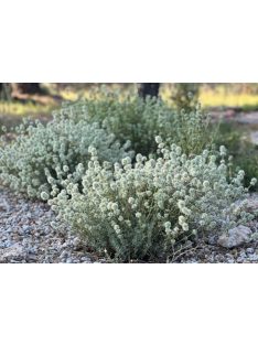 Masztix kakukkfű / Thymus mastichina