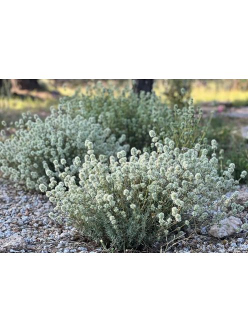 Masztix kakukkfű / Thymus mastichina