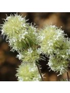 Masztix kakukkfű / Thymus mastichina
