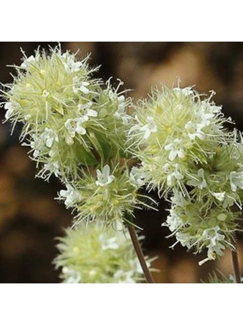 Masztix kakukkfű / Thymus mastichina