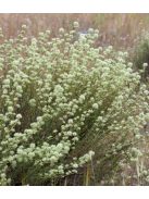 Masztix kakukkfű / Thymus mastichina