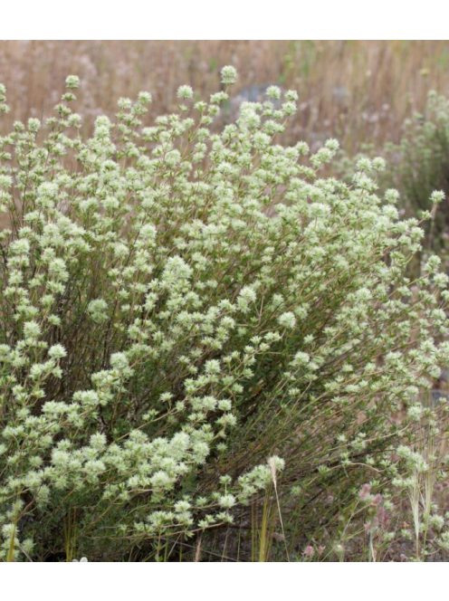 Masztix kakukkfű / Thymus mastichina