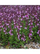 Hibrid gamandor / Teucrium lucydris