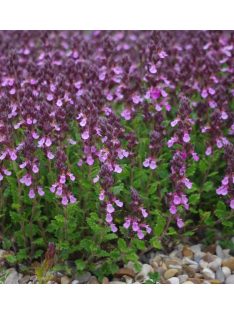 Hibrid gamandor / Teucrium lucydris
