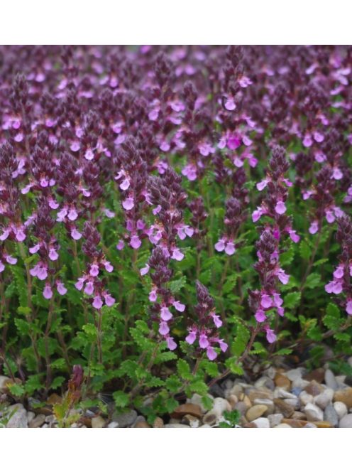Hibrid gamandor / Teucrium lucydris