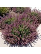 Hibrid gamandor / Teucrium lucydris