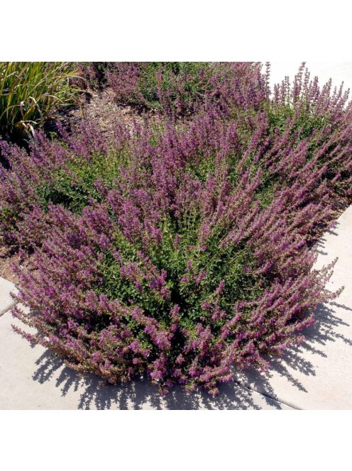 Hibrid gamandor / Teucrium lucydris