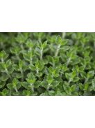 Hibrid gamandor / Teucrium lucydris