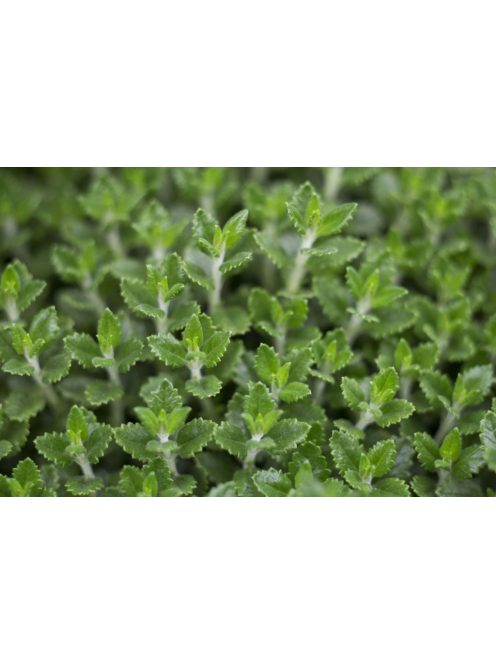 Hibrid gamandor / Teucrium lucydris