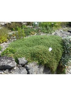 Kereklevelű ezüstvirág / Paronychia kapela