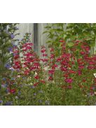 Mexikói bugatölcsér / PENSTEMON x mexicale 'Red Carpet