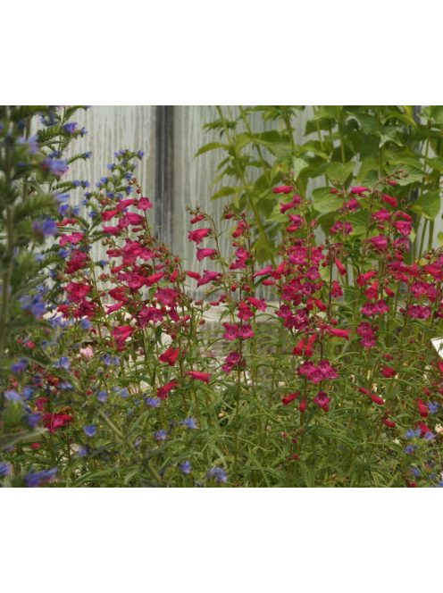 Mexikói bugatölcsér / PENSTEMON x mexicale 'Red Carpet