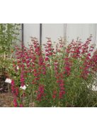 Mexikói bugatölcsér / PENSTEMON x mexicale 'Red Carpet
