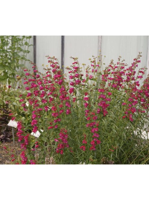 Mexikói bugatölcsér / PENSTEMON x mexicale 'Red Carpet