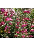 Mexikói bugatölcsér / PENSTEMON x mexicale 'Red Carpet