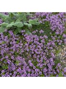 Hosszúszárú kakukkfű / Thymus longicaulis