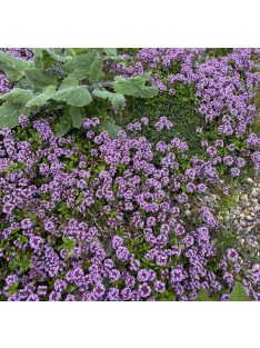 Hosszúszárú kakukkfű / Thymus longicaulis