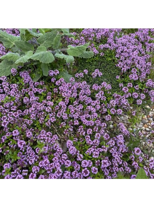 Hosszúszárú kakukkfű / Thymus longicaulis