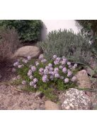 Hosszúszárú kakukkfű / Thymus longicaulis