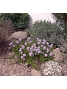 Hosszúszárú kakukkfű / Thymus longicaulis