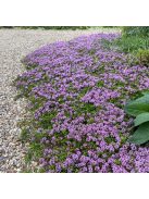 Hosszúszárú kakukkfű / Thymus longicaulis