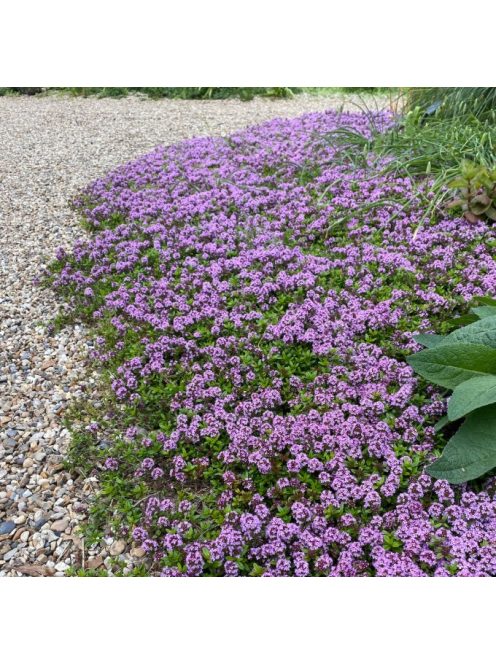 Hosszúszárú kakukkfű / Thymus longicaulis