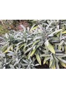 Spanyol zsálya / Salvia lavandulifolia