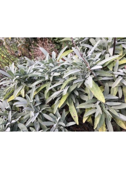 Spanyol zsálya / Salvia lavandulifolia