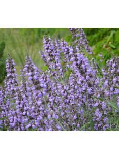 Spanyol zsálya / Salvia lavandulifolia