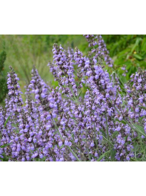 Spanyol zsálya / Salvia lavandulifolia