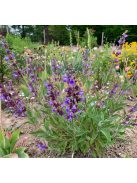 Spanyol zsálya / Salvia lavandulifolia