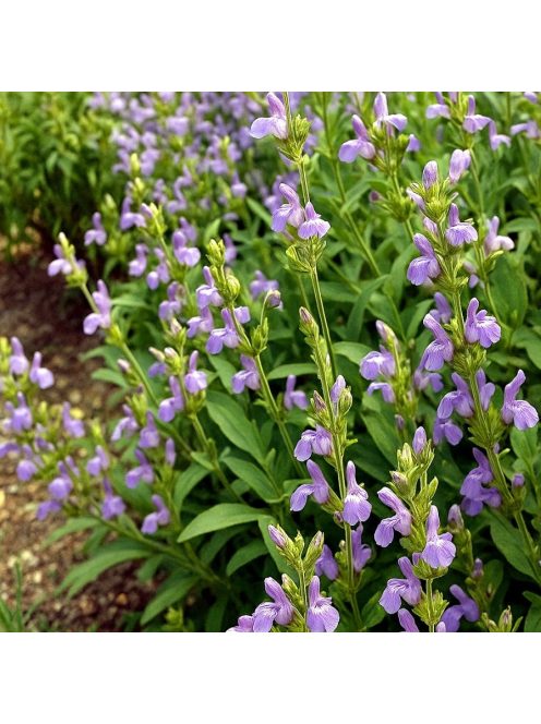 Spanyol zsálya / Salvia lavandulifolia