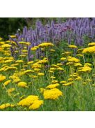 Jószagú cickafark / Achillea filipendulina ’Parker’s Variety